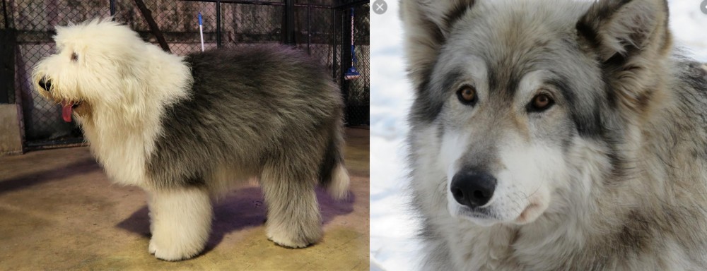 Wolfdog vs Old English Sheepdog - Breed Comparison