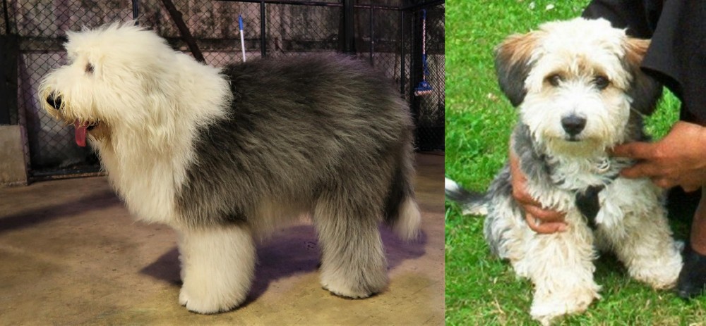 Yo-Chon vs Old English Sheepdog - Breed Comparison