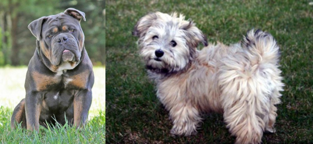 Havapoo vs Olde English Bulldogge - Breed Comparison