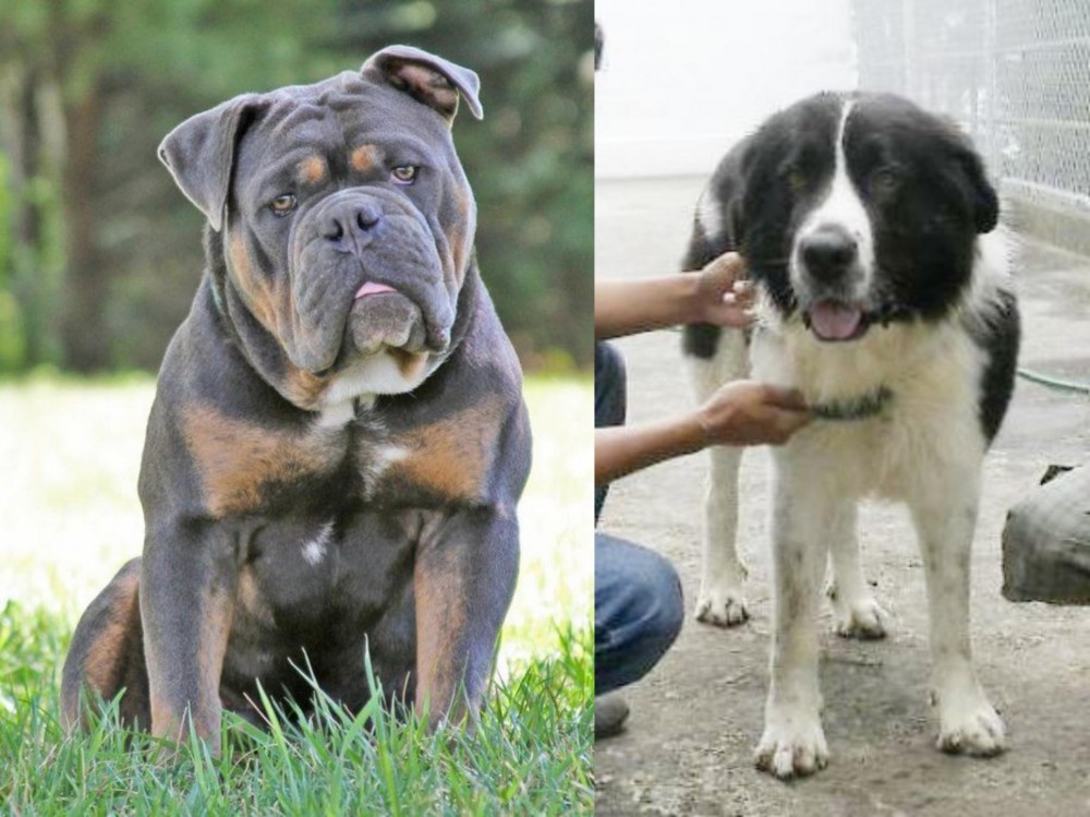 Mucuchies vs Olde English Bulldogge - Breed Comparison