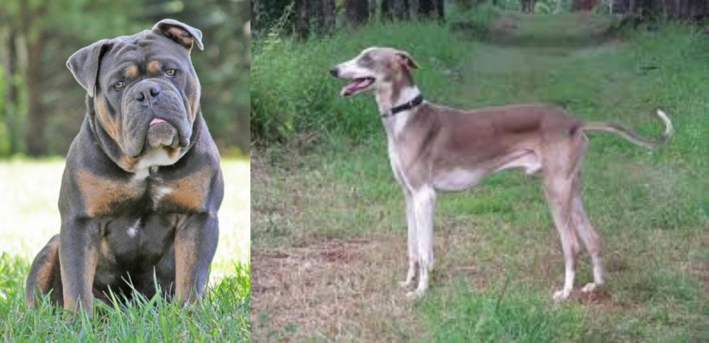 Mudhol Hound vs Olde English Bulldogge - Breed Comparison