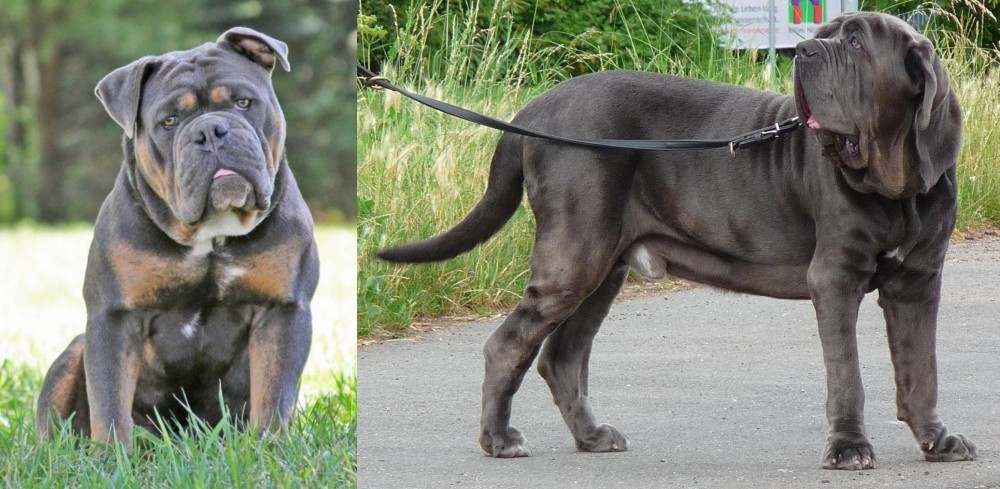 Neapolitan Mastiff vs Olde English Bulldogge - Breed Comparison