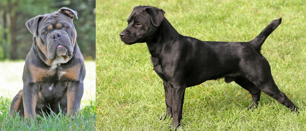 Patterdale Terrier vs Olde English Bulldogge - Breed Comparison