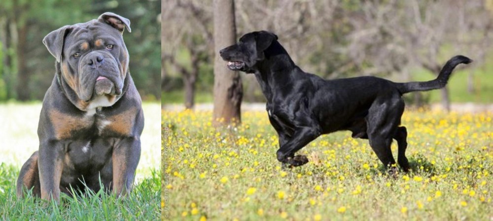 Perro de Pastor Mallorquin vs Olde English Bulldogge - Breed Comparison