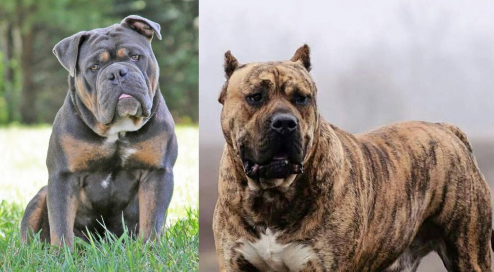Perro de Presa Canario vs Olde English Bulldogge - Breed Comparison