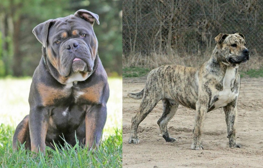 Perro de Presa Mallorquin vs Olde English Bulldogge - Breed Comparison