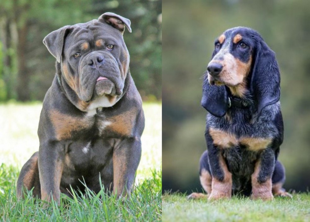 Petit Bleu de Gascogne vs Olde English Bulldogge - Breed Comparison