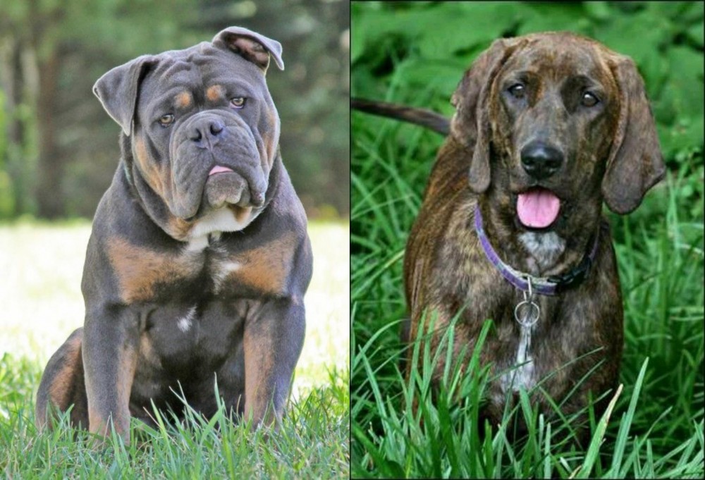 Plott Hound vs Olde English Bulldogge - Breed Comparison