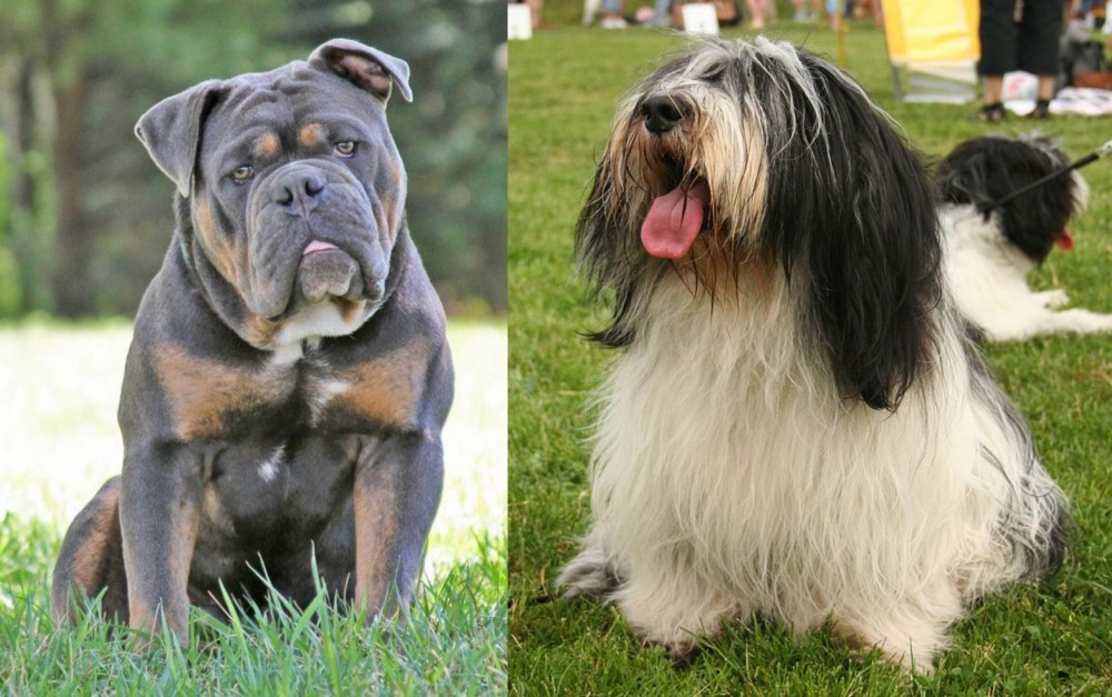Polish Lowland Sheepdog vs Olde English Bulldogge - Breed Comparison