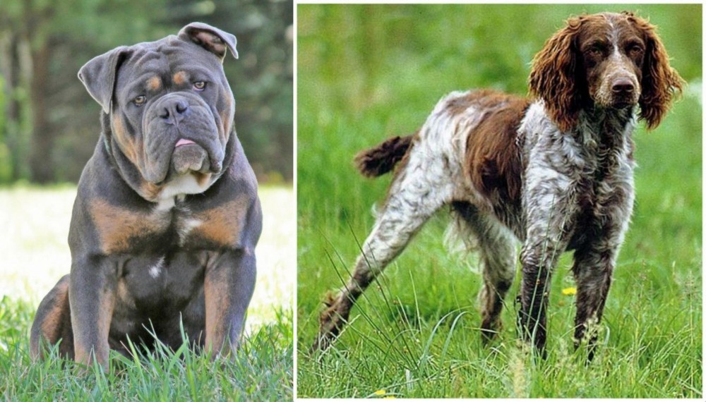 Pont-Audemer Spaniel vs Olde English Bulldogge - Breed Comparison