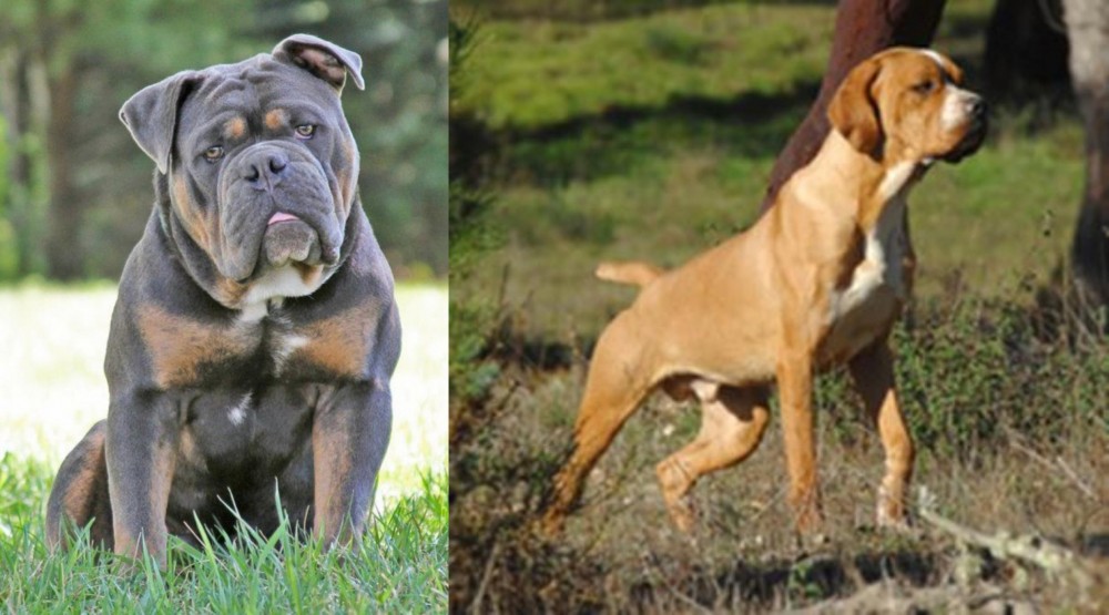 Portuguese Pointer vs Olde English Bulldogge - Breed Comparison