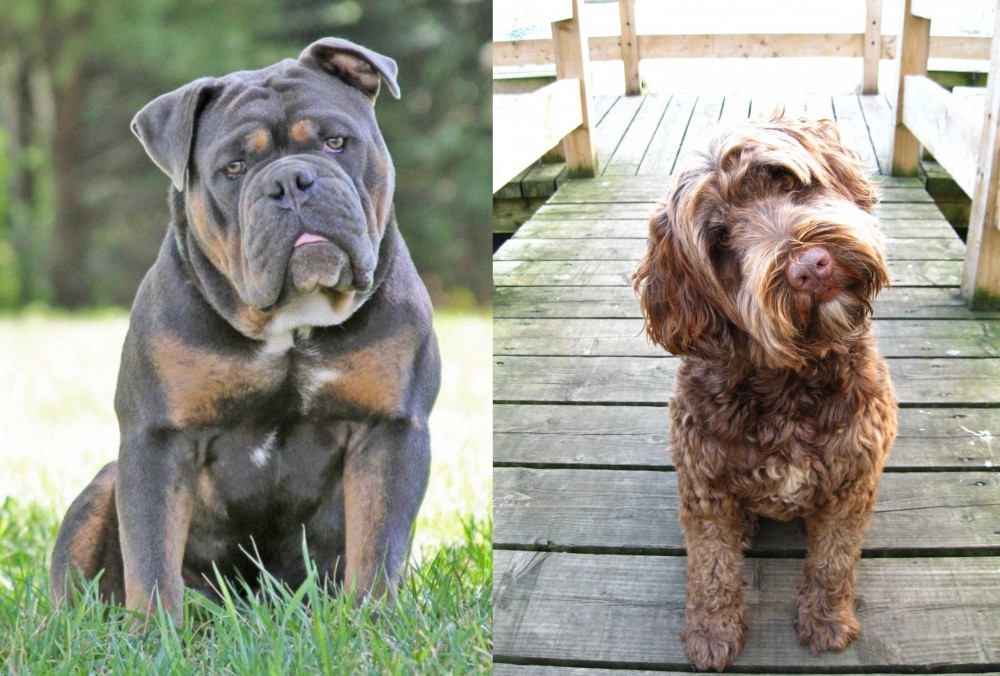 Portuguese Water Dog vs Olde English Bulldogge - Breed Comparison