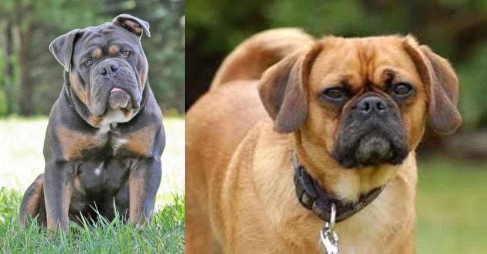 Pugalier vs Olde English Bulldogge - Breed Comparison