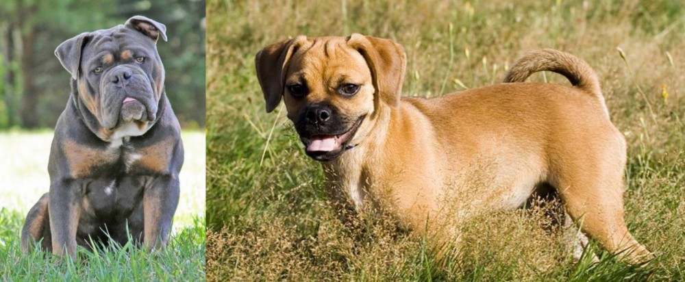 Puggle vs Olde English Bulldogge - Breed Comparison