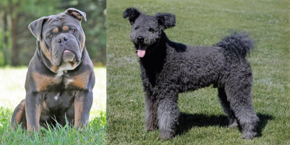 Pumi vs Olde English Bulldogge - Breed Comparison