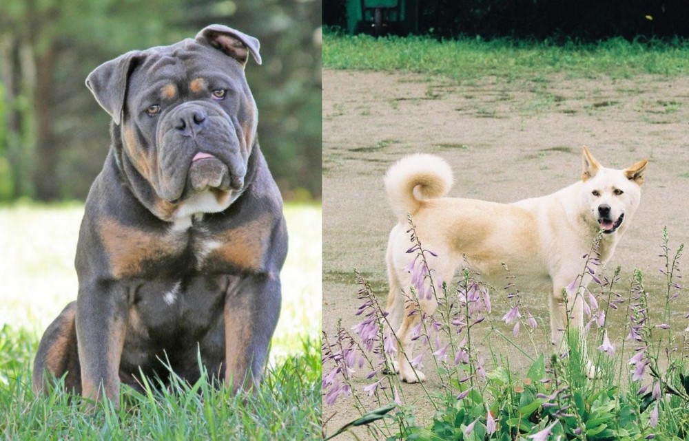 Pungsan Dog vs Olde English Bulldogge - Breed Comparison