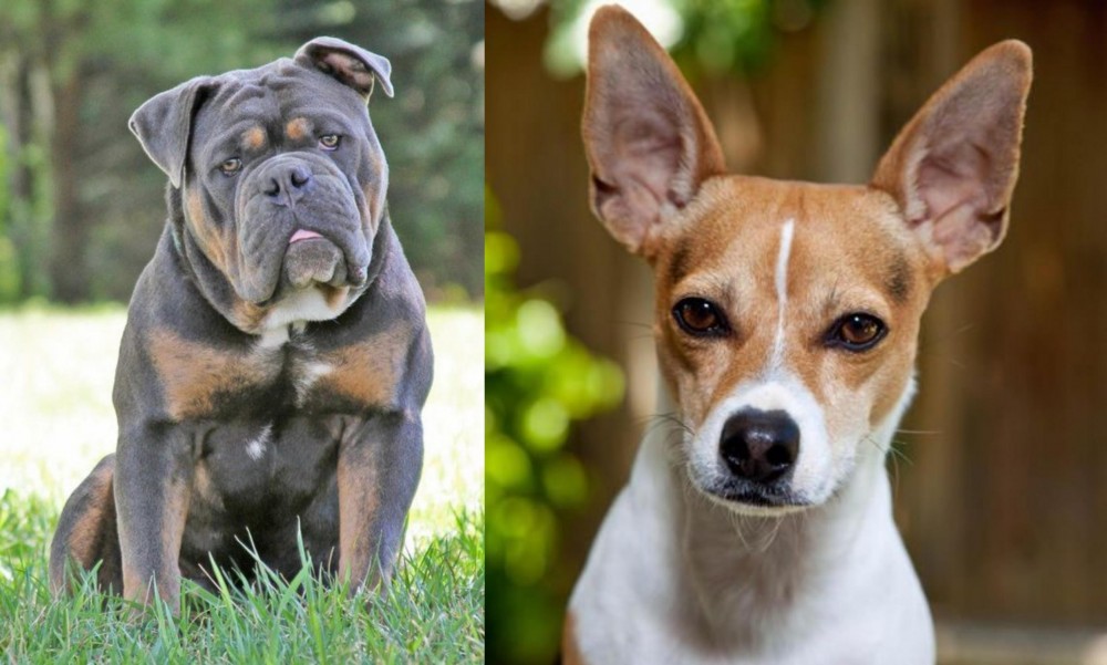 Rat Terrier vs Olde English Bulldogge - Breed Comparison