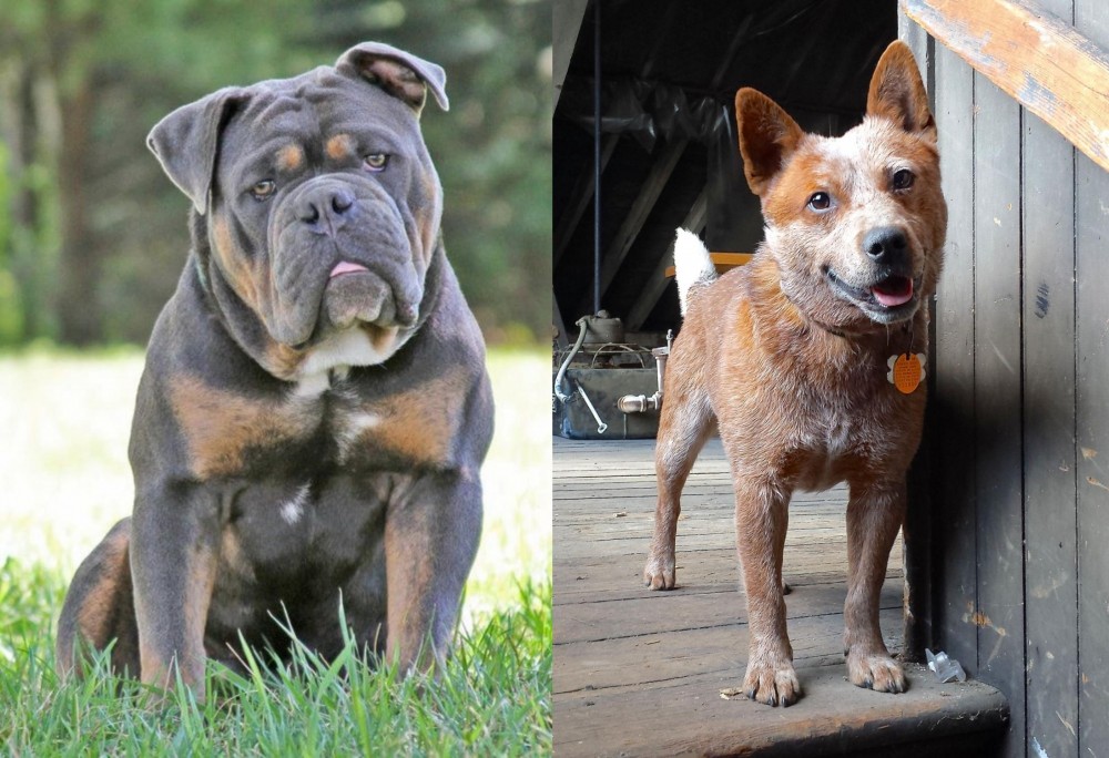 Red Heeler vs Olde English Bulldogge - Breed Comparison
