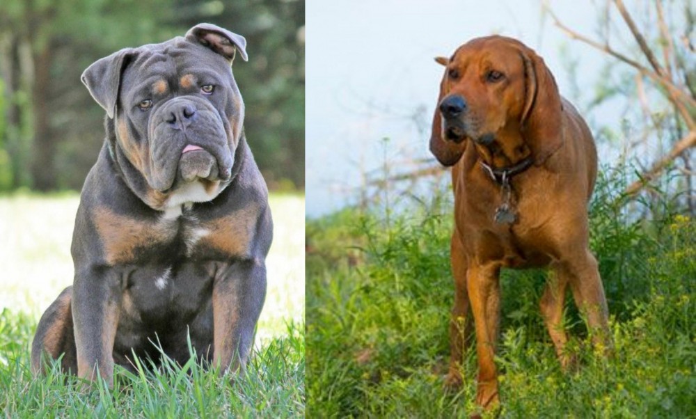 Redbone Coonhound vs Olde English Bulldogge - Breed Comparison