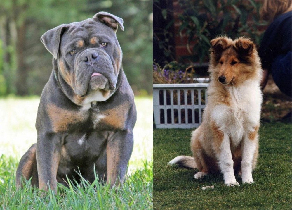 Rough Collie vs Olde English Bulldogge - Breed Comparison