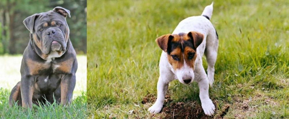 Russell Terrier vs Olde English Bulldogge - Breed Comparison