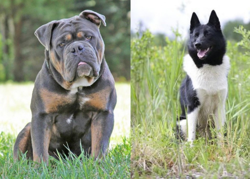 Russo-European Laika vs Olde English Bulldogge - Breed Comparison