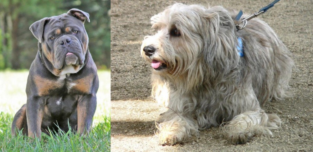 Sapsali vs Olde English Bulldogge - Breed Comparison