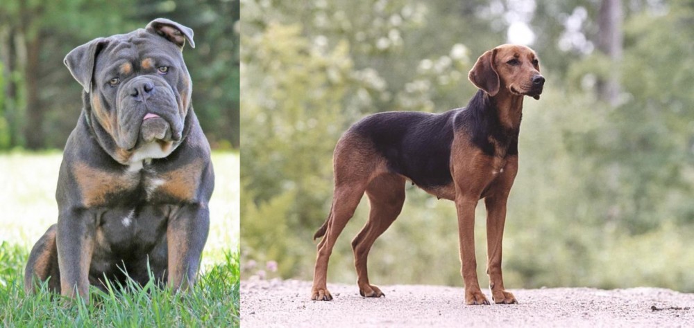 Schillerstovare vs Olde English Bulldogge - Breed Comparison