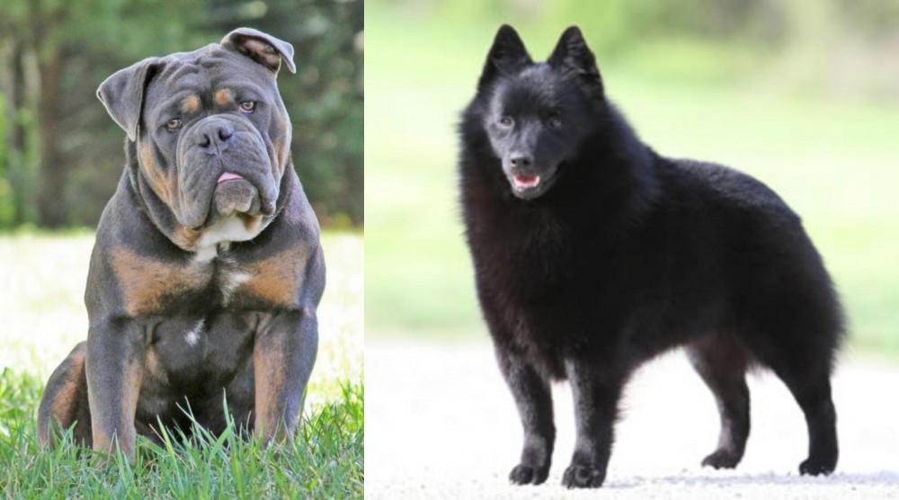 Schipperke vs Olde English Bulldogge - Breed Comparison