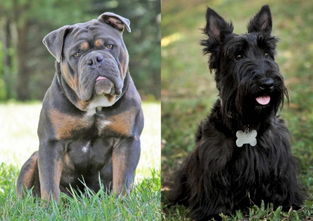 Scoland Terrier vs Olde English Bulldogge - Breed Comparison