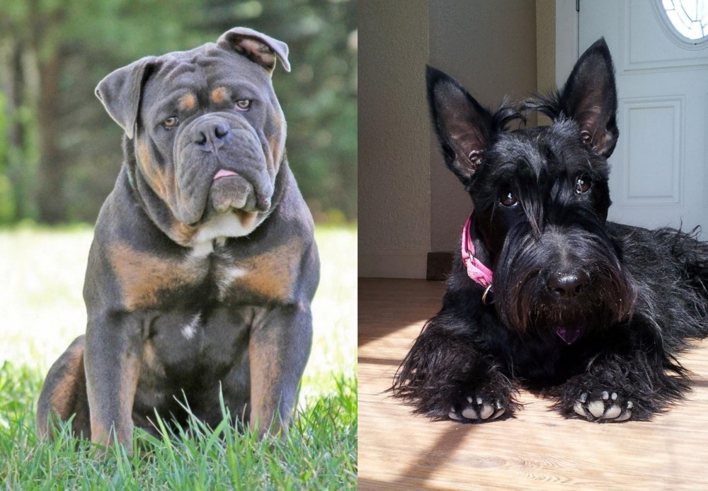 Scottish Terrier vs Olde English Bulldogge - Breed Comparison