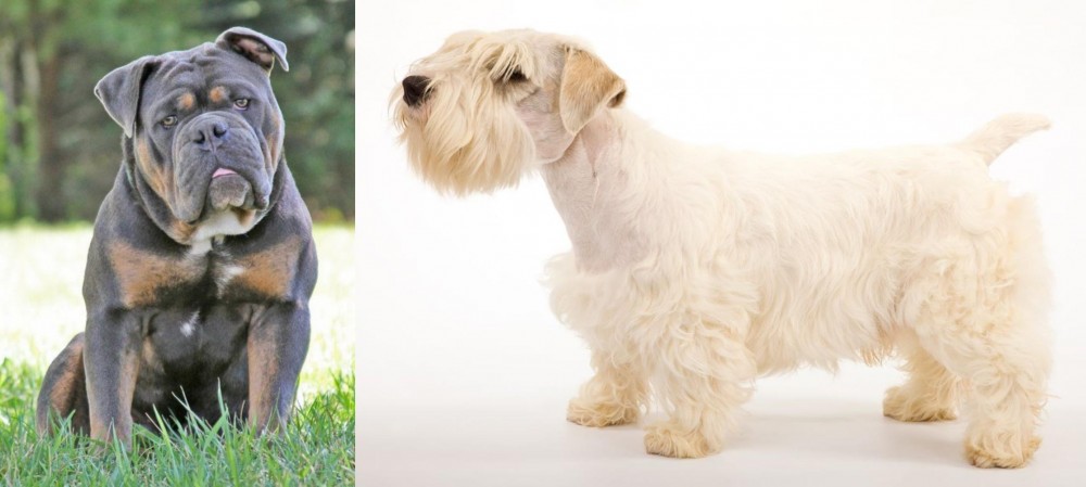 Sealyham Terrier vs Olde English Bulldogge - Breed Comparison