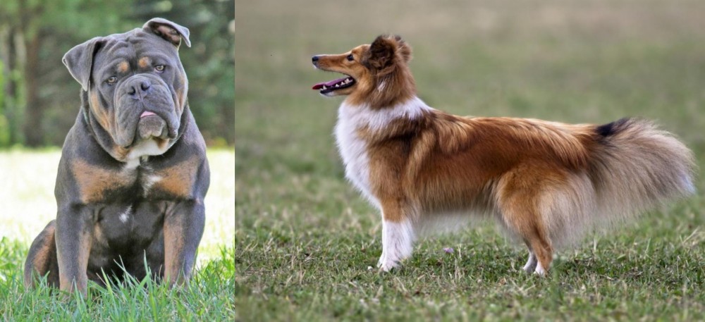 Shetland Sheepdog vs Olde English Bulldogge - Breed Comparison