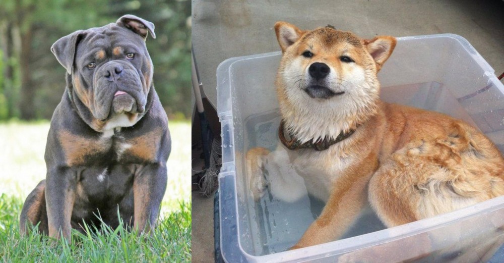 Shiba Inu vs Olde English Bulldogge - Breed Comparison