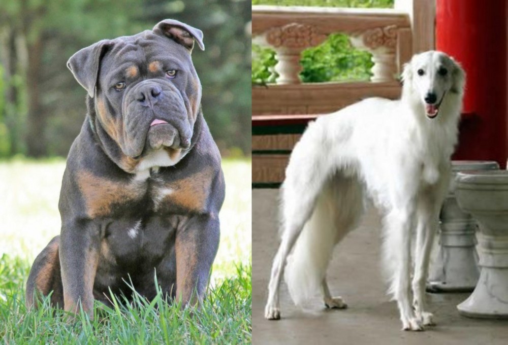 Silken Windhound vs Olde English Bulldogge - Breed Comparison