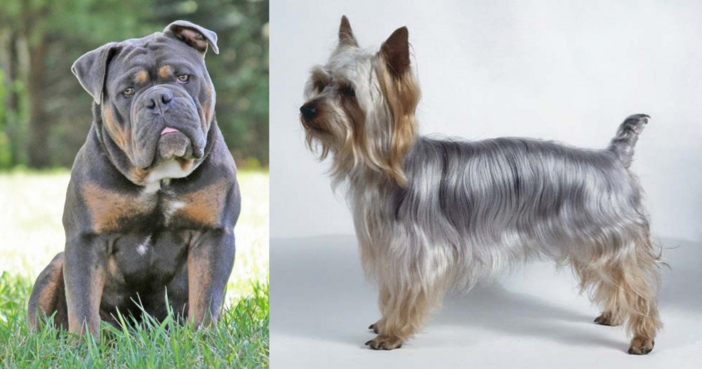 Silky Terrier vs Olde English Bulldogge - Breed Comparison