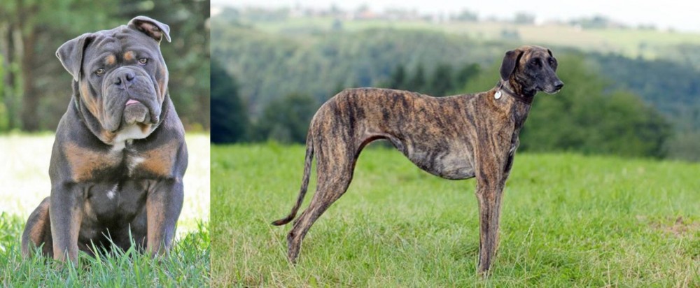 Sloughi vs Olde English Bulldogge - Breed Comparison
