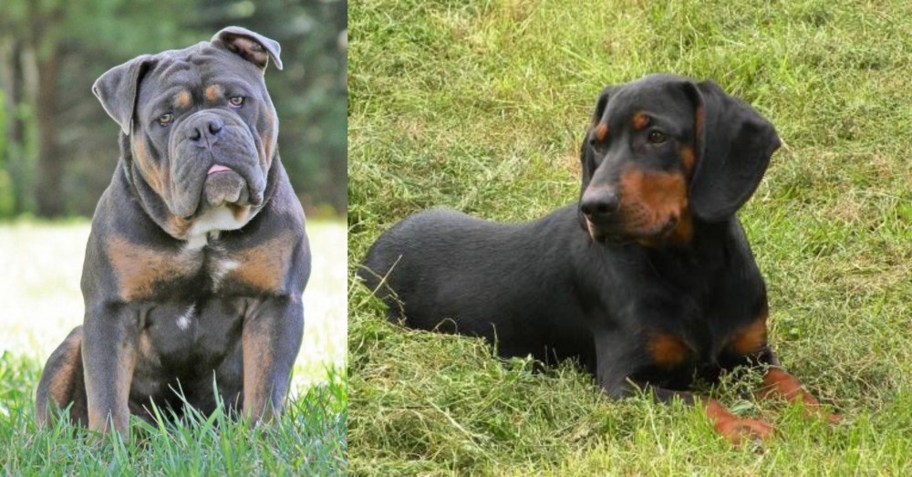 Slovakian Hound vs Olde English Bulldogge - Breed Comparison