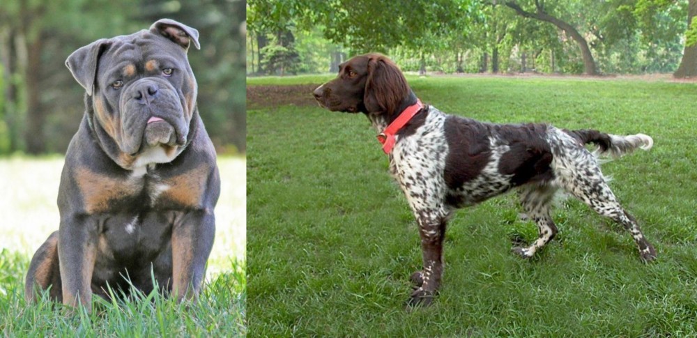 Small Munsterlander vs Olde English Bulldogge - Breed Comparison