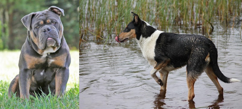 Smooth Collie vs Olde English Bulldogge - Breed Comparison