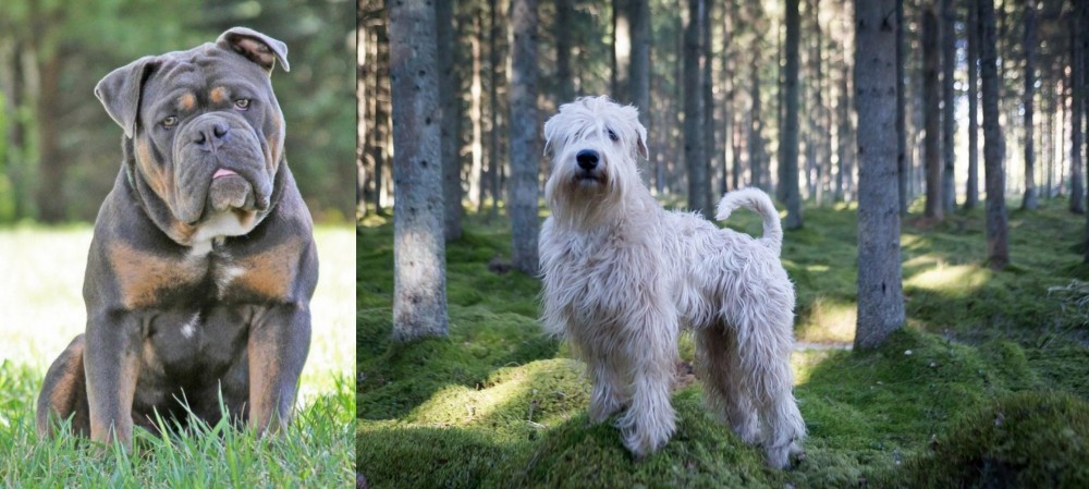 Soft-Coated Wheaten Terrier vs Olde English Bulldogge - Breed Comparison