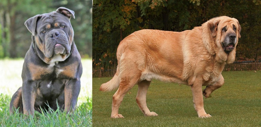 Spanish Mastiff vs Olde English Bulldogge - Breed Comparison