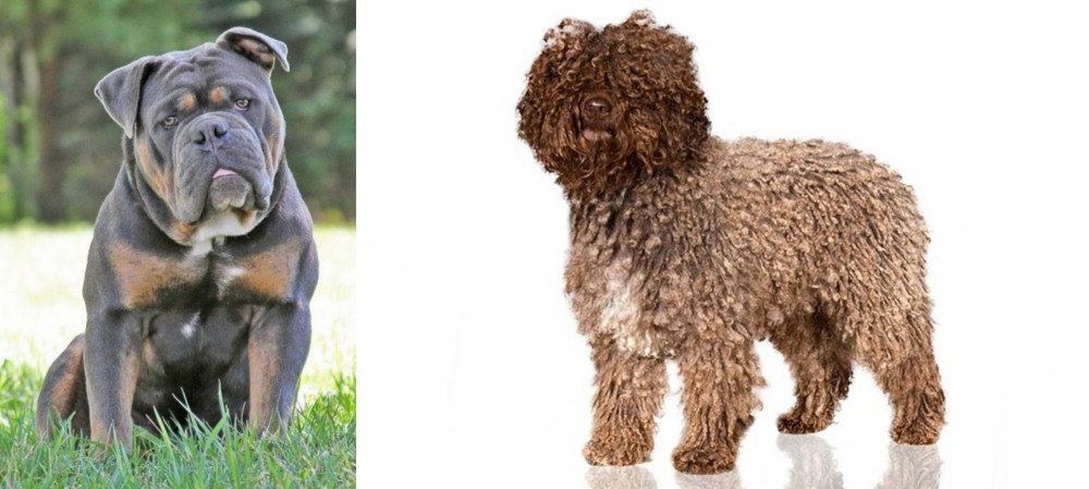 Spanish Water Dog vs Olde English Bulldogge - Breed Comparison