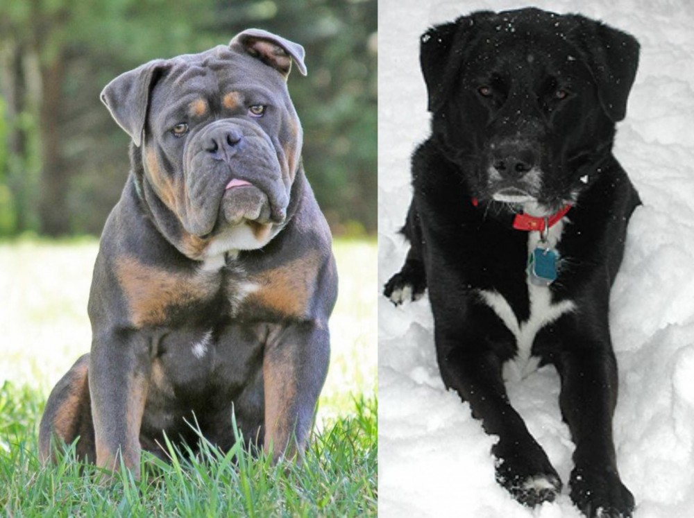 St. John's Water Dog vs Olde English Bulldogge - Breed Comparison