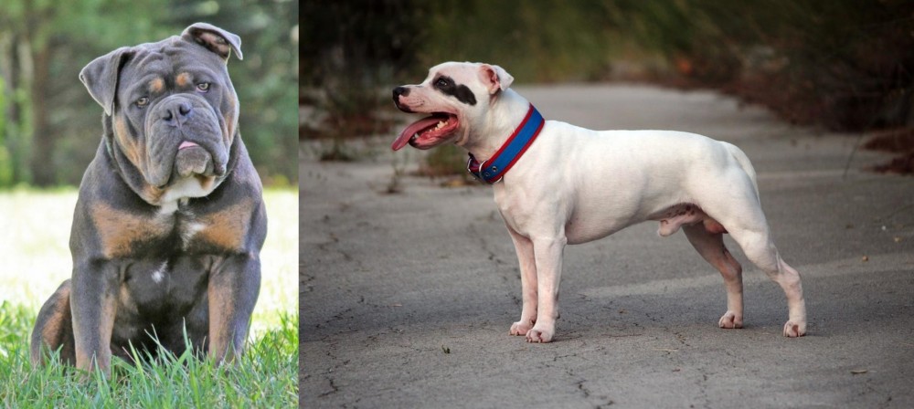 Staffordshire Bull Terrier vs Olde English Bulldogge - Breed Comparison
