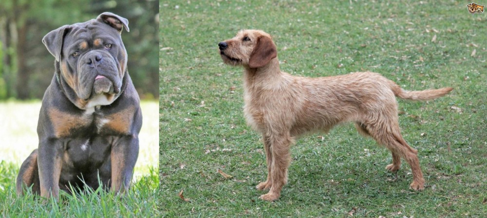 Styrian Coarse Haired Hound vs Olde English Bulldogge - Breed Comparison