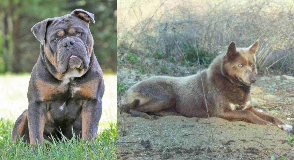Tahltan Bear Dog vs Olde English Bulldogge - Breed Comparison