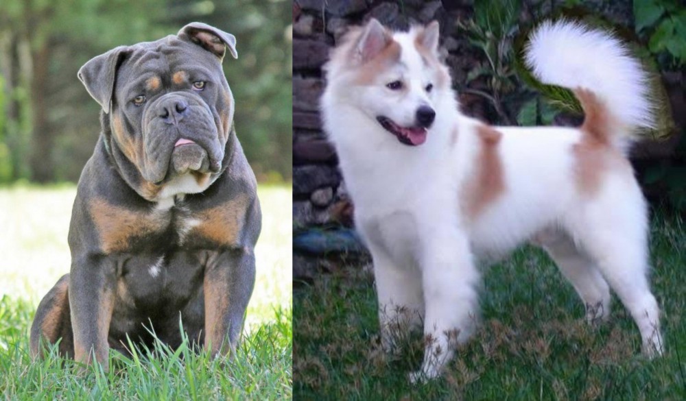 Thai Bangkaew vs Olde English Bulldogge - Breed Comparison
