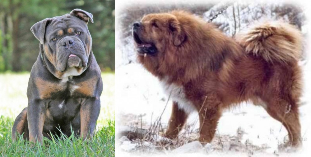 Tibetan Kyi Apso vs Olde English Bulldogge - Breed Comparison