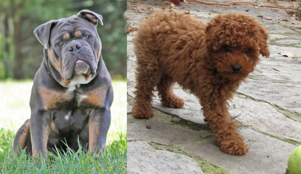 Toy Poodle vs Olde English Bulldogge - Breed Comparison